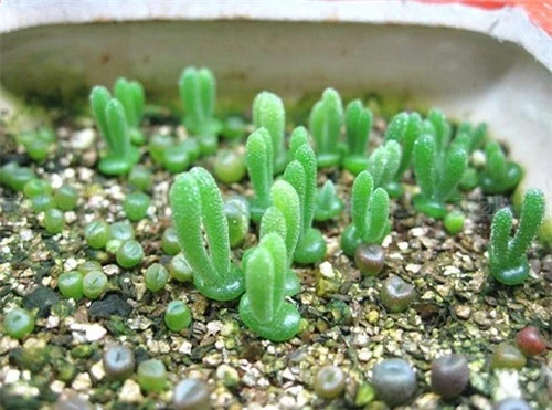 Lộ diện loại cây tí hon biết "biểu cảm", bất cứ ai nhìn thấy cũng "đổ rầm rầm" - 3