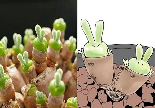 Lộ diện loại cây tí hon biết "biểu cảm", bất cứ ai nhìn thấy cũng "đổ rầm rầm" - 4