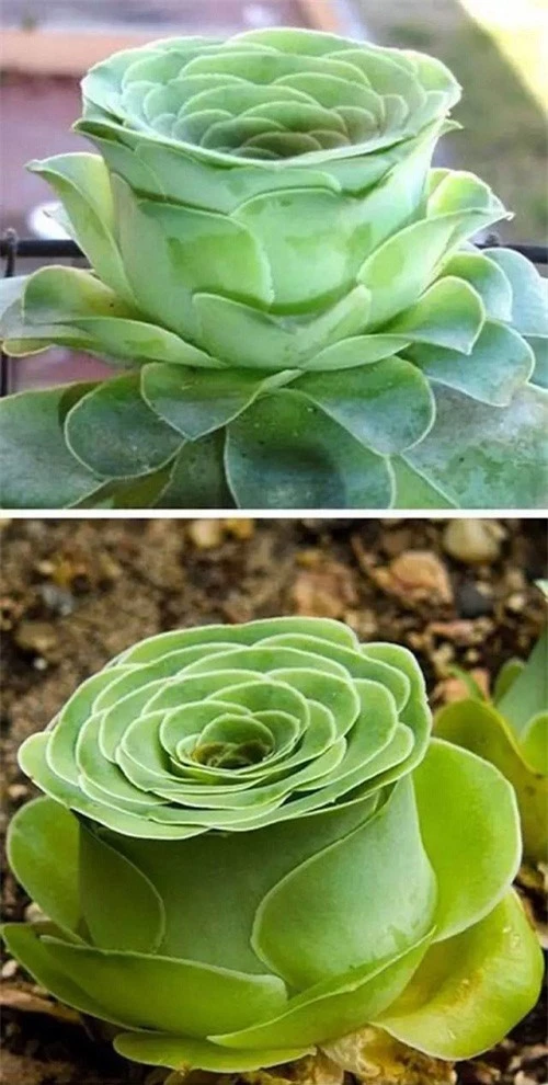 Lộ diện loại cây tí hon biết "biểu cảm", bất cứ ai nhìn thấy cũng "đổ rầm rầm" - 8