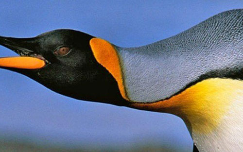 Các nhà khoa học phát hiện chim cánh cụt có thể “nói chuyện” dưới nước