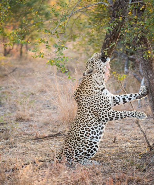 'Kẻ bố đời' giết trăn lớn, báo đốm thừa cơ trộm luôn