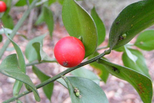 Khám phá về loài cây “thần dược” có quả mọc ngay giữa lá