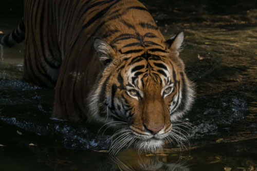 Chuyên gia nói gì về việc lần đầu tiên phát hiện hổ dương tính với SARS-CoV-2?