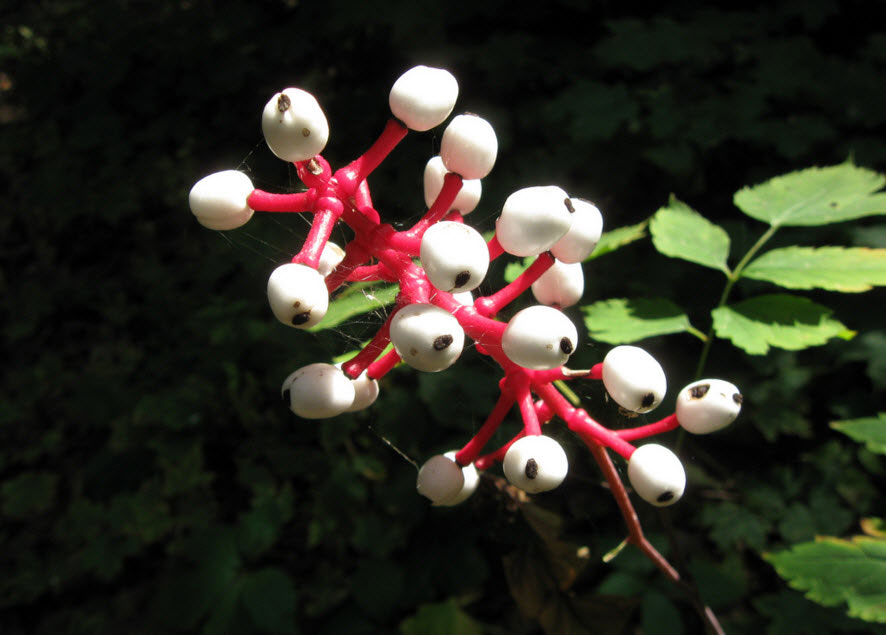 Top 10 loài cây kì lạ nhất mà bạn không tin chúng có mặt trên đời