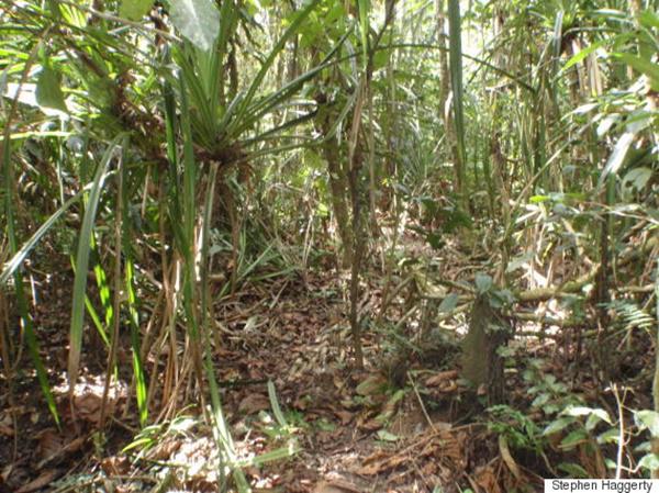 Kỳ lạ loài cây cực “sang chảnh” chỉ mọc trên mảnh đất chứa kim cương