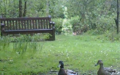 Kinh hãi trước “bóng ma” lang thang trong công viên