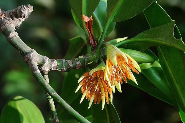 Kỳ lạ loài cây duy nhất ở Việt Nam có khả năng đặc biệt: Sinh và nuôi "con”