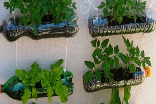 CLIP: Cách trồng rau sạch tại nhà từ những chai nhựa bỏ đi