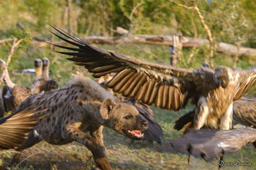 Linh cẩu một mình chiến với cả bầy kền kền