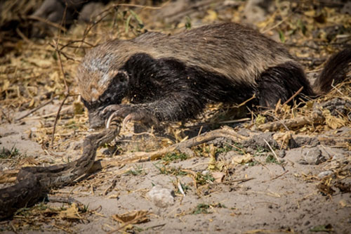 Trăn lớn bị nát đầu vì gặp phải 'kẻ bố đời'