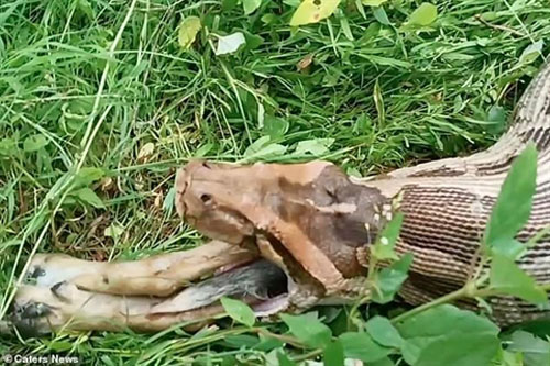Trăn đá 'ấm ức' vì phải nôn con mồi ngay khi vừa mới nuốt xong