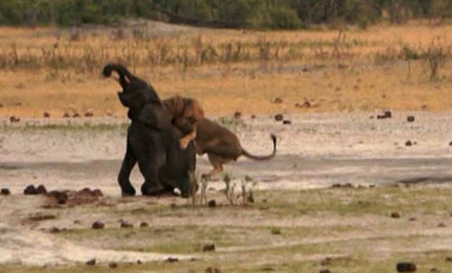 Voi con đơn độc chết thảm dưới nanh vuốt sư tử
