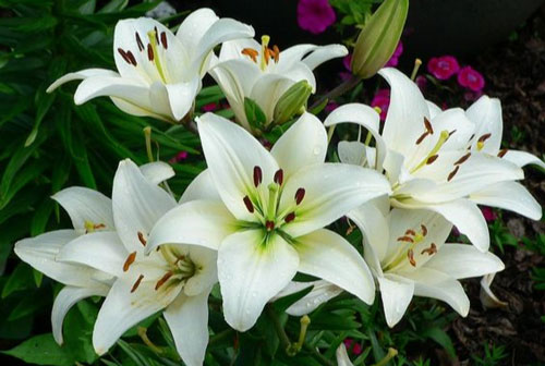 Chưng những cây này trong nhà rất dễ mất mạng, hãy vứt ngay kẻo hối không kịp