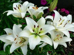 Chưng những cây này trong nhà rất dễ mất mạng, hãy vứt ngay kẻo hối không kịp