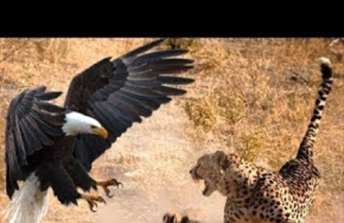 Câu chuyện báo, đại bàng và bài học về sự khiêu khích của kẻ tiểu nhân