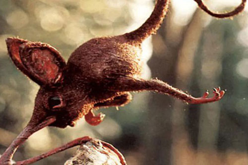 1001 thắc mắc: Loài động vật kì lạ nào có chân nhưng lại dùng mũi để di chuyển?