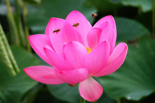 Bí quyết tạo dựng phúc đức cho sinh mệnh, cải tạo số phận con người