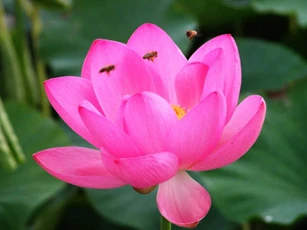 Bí quyết tạo dựng phúc đức cho sinh mệnh, cải tạo số phận con người