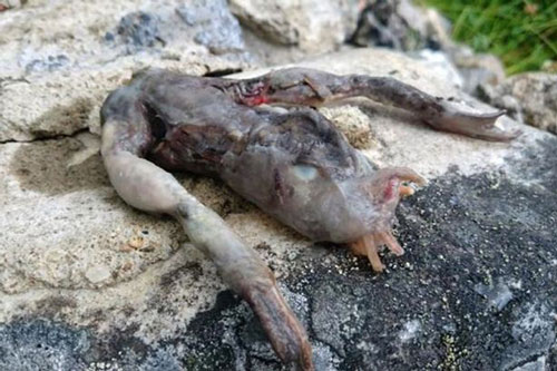 Bất ngờ tìm thấy "quái vật" ngoài hành tinh ở Na Uy 