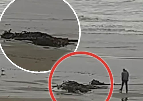 Vật thể lạ nghi là "quái vật" xuất hiện trên bờ biển Mỹ