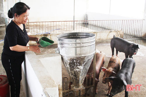 Hà Tĩnh: Tuổi lục tuần vẫn quyết làm giàu từ trang trại