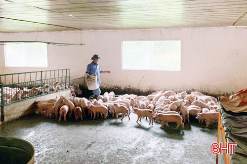 Hà Tĩnh: Cựu thanh niên xung phong thu 1 tỷ đồng/năm từ mô hình trang trại