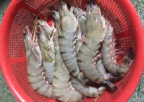 Tôm sú tự nhiên “khổng lồ” rầm rộ về Sài Gòn, giá rẻ chưa từng thấy