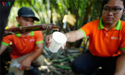 TP.HCM: Chàng kỹ sư bỏ việc lương cao, khởi nghiệp táo bạo với cây dừa nước