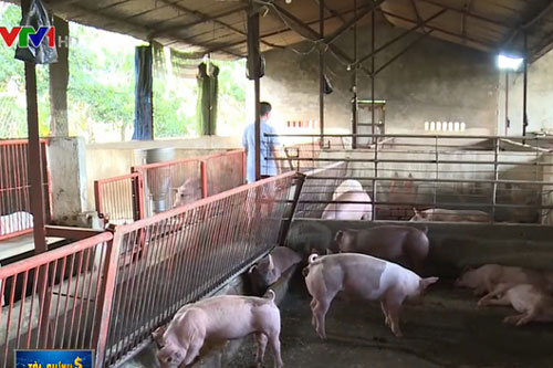 B&#x1ED9; NN&amp;PTNT &#x111;&#x1EC1; ngh&#x1ECB; c&#xE1;c c&#x1A1; s&#x1EDF; ch&#x103;n nu&#xF4;i nh&#x1ECF; l&#x1EBB; gi&#x1EA3;m gi&#xE1; l&#x1EE3;n xu&#x1ED1;ng 70.000 &#x111;&#x1ED3;ng/kg