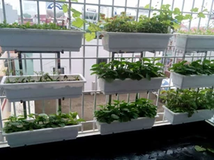 CLIP: Mách bạn 6 cách trồng rau trên ban công hiệu quả