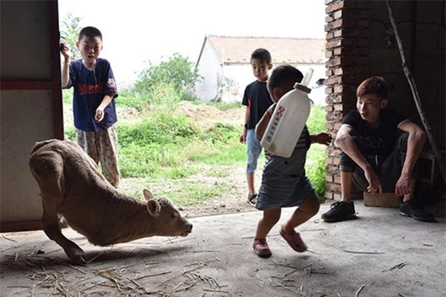 Con bê rất được bọn trẻ trong làng yêu quý