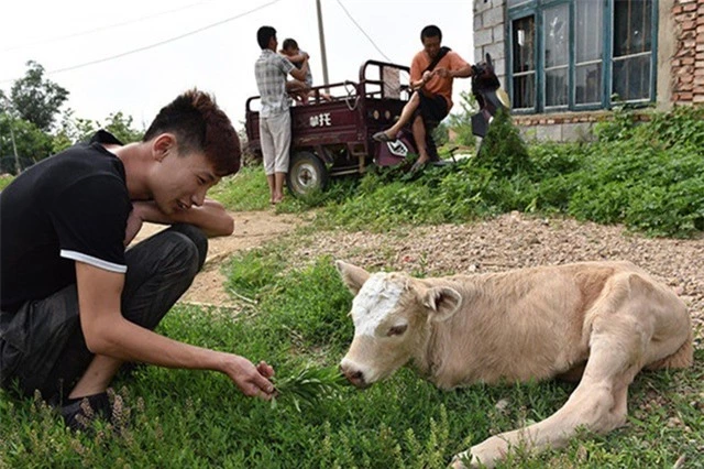 Người trong làng thường xuyên đến thăm và chơi đùa cùng con vật