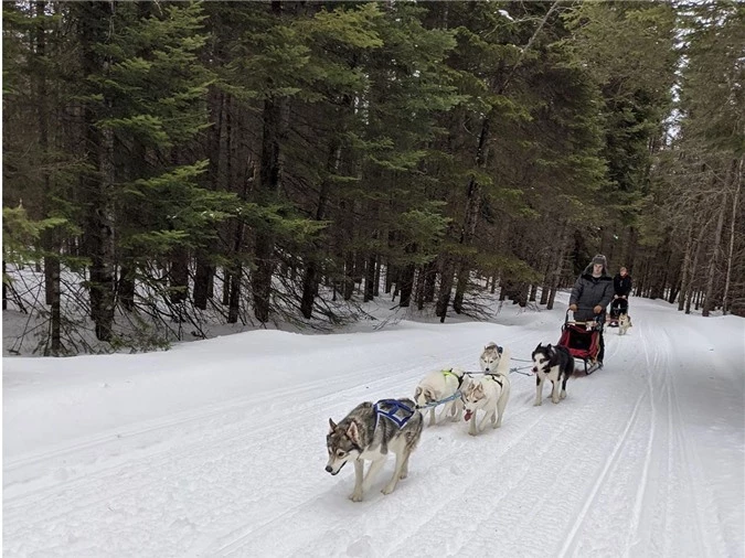 Cô gái sử dụng đàn chó kéo xe trượt tuyết để giao hàng cho người cao tuổi, giúp họ khỏi phải ra ngoài mua sắm - Ảnh 1.