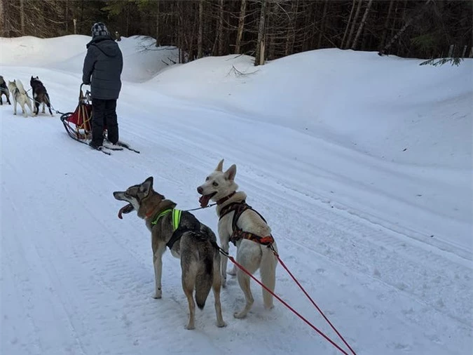 Cô gái sử dụng đàn chó kéo xe trượt tuyết để giao hàng cho người cao tuổi, giúp họ khỏi phải ra ngoài mua sắm - Ảnh 5.