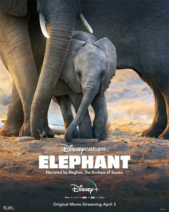 Posterphim Elephant của Disney ghi tên người dẫn truyện là Meghan - đánh dấu công việc hậu hoàng gia đầu tiêncủa Nữ công tước xứ Sussex.