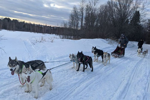 Cô gái sử dụng đàn chó kéo xe trượt tuyết để giao hàng cho người cao tuổi, giúp họ khỏi phải ra ngoài mua sắm