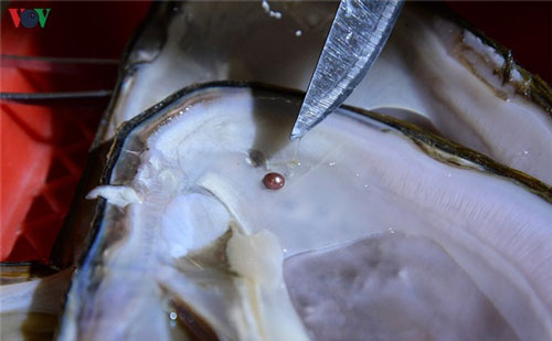 Sơn La: Thu tiền tỷ từ mô hình nuôi cấy ngọc trai nước ngọt