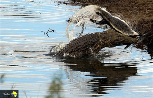 Cá sấu sông Nile xơi tái 'kẻ bố đời'