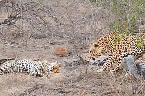 Đang ‘say giấc nồng’, báo hoa mãi bỗng bật dậy rồi bỏ chạy ‘trối chết’ vì điều này