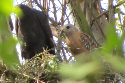 "Mối tình ngang trái" giữa 2 loài diều hâu đã tạo ra 1 giống con lai siêu hiếm, khiến giới khoa học phải kinh ngạc