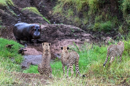 Hà mã đơn độc cho cả đàn báo đốm 'nếm trái đắng'