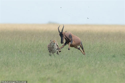 Trận chiến không cân sức giữa đàn báo đốm và linh dương