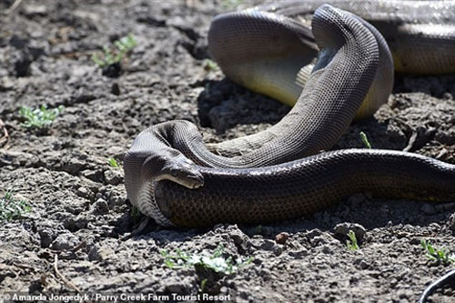 'Kinh hãi' khi nhìn thấy trăn khổng lồ xơi tái đồng loại 