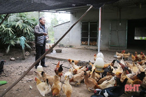 Trang trại cũng là nơi cung cấp gà, vịt cho khách quen và các trường mầm non trên địa bàn