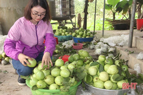 Hơn tháng nay, trang trại của bà đang cho thu hoạch giống ổi Đài Loan. Nhiều thương lái đã tìm đến tận nơi thu gom ổi về bán ra thị trường. Được biết, trang trại của bà có 500 gốc ổi, mỗi ngày bán ra gần 1 tạ quả. Với giá từ 25.000 - 30.000 đồng/kg, tính ra đến nay nguồn thu từ ổi xấp xỉ 80 triệu đồng.