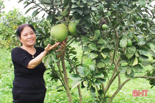 Trang trại của bà còn có hàng trăm cây bưởi, cam, chanh các loại đang phát triển tốt. Bà Lý nhẩm tính, hàng trăm gốc cây ăn quả trên đến kỳ thu hoạch ước tính đạt từ 4 - 5 tấn quả, thu về không dưới 150 triệu đồng.