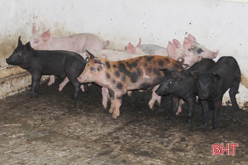 Hiện tại, trong chuồng đang có gần 30 con lợn giống vừa mới “tái đàn” sau khi hết dịch tả lợn châu Phi. Với quy mô 300 con, bà chuẩn bị mua thêm con giống để từng bước “phủ kín” chuồng trại, chăn nuôi theo quy trình an toàn sinh học...