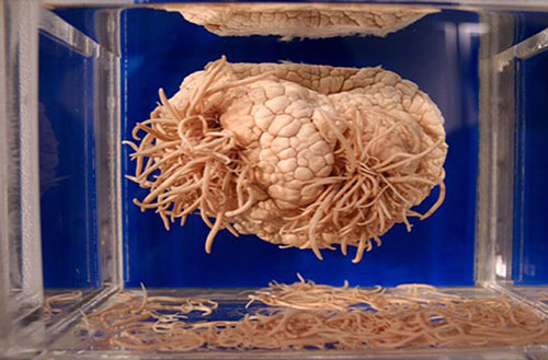 "Rợn tóc gáy" với những hiện vật kì quái mà các viện bảo tàng trên thế giới lưu giữ