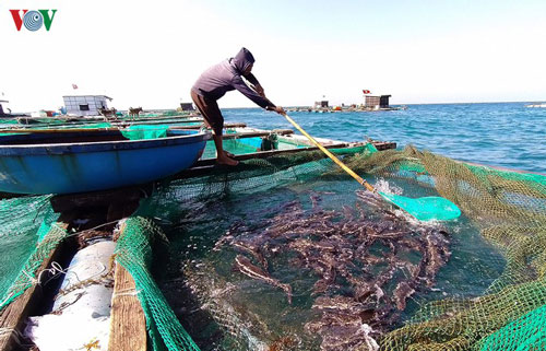 Quảng Ngãi: Lãi hàng trăm triệu đồng từ nuôi cá bớp lồng bè trên đảo Lý Sơn