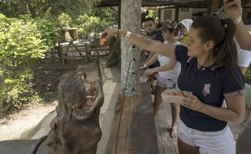 Đàn hà mã của trùm ma tuý Escobar có thể phục hồi hệ sinh thái cổ đại